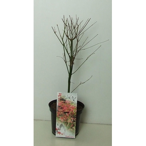 Acer palmatum 'Asahi-zuru' P19