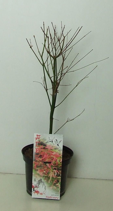 <h4>Acer palmatum 'Asahi-zuru' P19</h4>