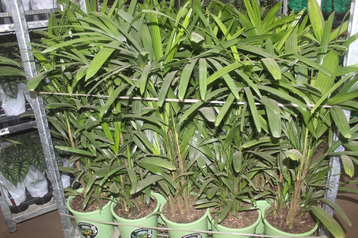 <h4>PALMEIRA RAPHIS P24</h4>