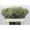 Limonium China White