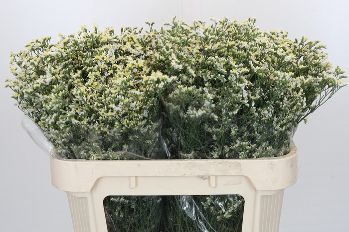 <h4>Limonium China White</h4>