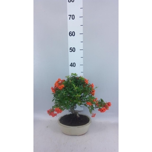 Bonsai   ...
