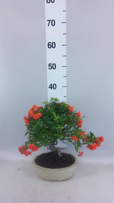 <h4>Bonsai   ...</h4>