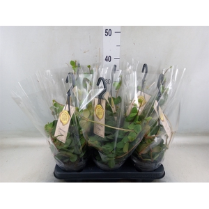 Peperomia tetraphylla 'Hope'