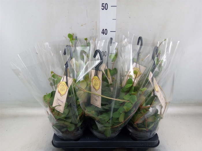 <h4>Peperomia tetraphylla 'Hope'</h4>
