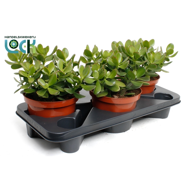 <h4>Crassula Argentea Ovata</h4>