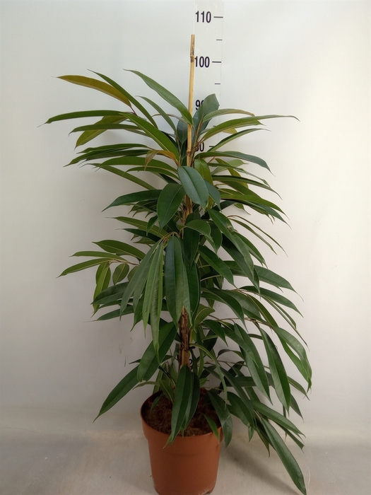 <h4>Ficus binn. 'Amstel King'</h4>