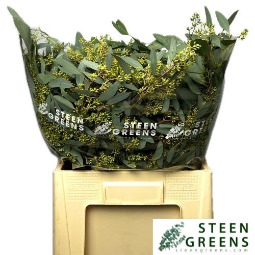 <h4>EUC POLYAN FRUI P BS</h4>