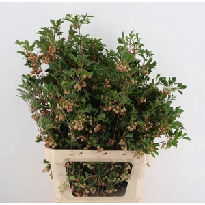 ENKIANTHUS SPRAY BLOEIEND 80/90CM