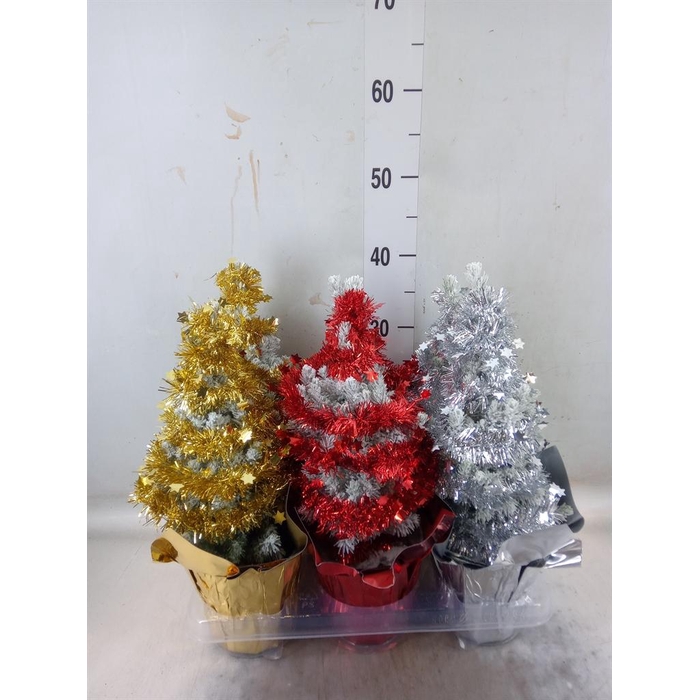 <h4>Picea glauca 'Perfecta'</h4>