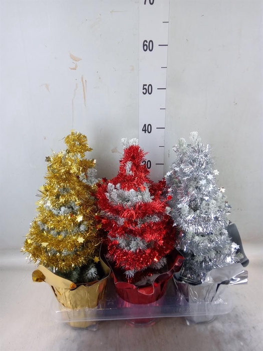 Picea glauca 'Perfecta'