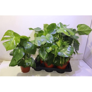 Monstera Deliciosa