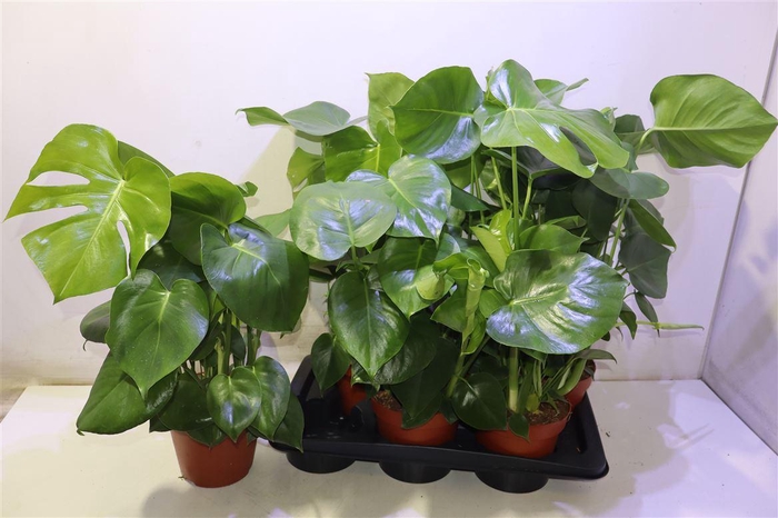 <h4>Monstera Deliciosa</h4>