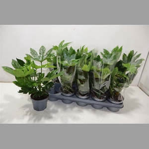 Fatsia Ov