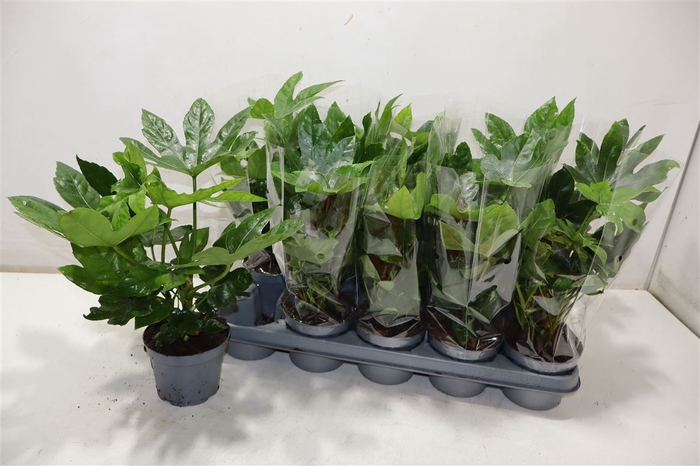 <h4>Fatsia Ov</h4>