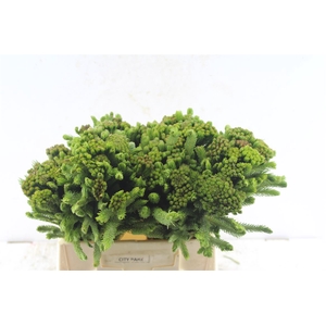 Kaaps Brunia Albiflora Green