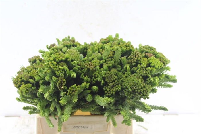 <h4>Kaaps Brunia Albiflora Green</h4>