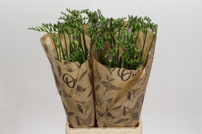 <h4>Freesia One XXL Blue</h4>