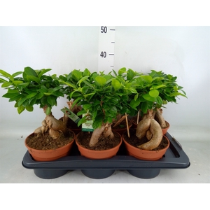Ficus microcarpa 'Ginseng'