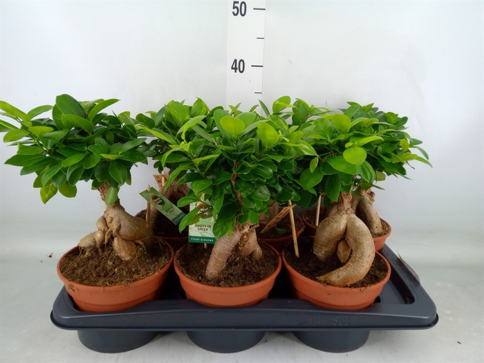 <h4>Ficus microcarpa 'Ginseng'</h4>