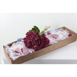 Hydr Klb Burgundy Sel Box