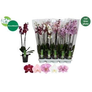 PHAL GEM 5 KL