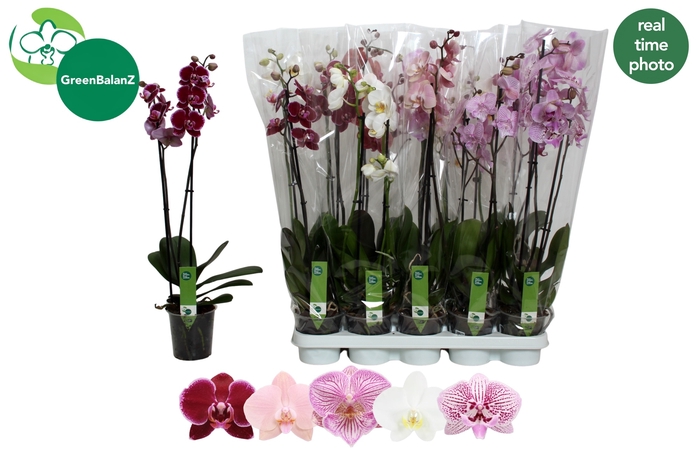 <h4>PHAL GEM 5 KL</h4>