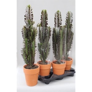 Euphorbia Trigona Rubra stenen pot