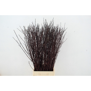 CORNUS ALBA KESSELRI NATURE FRIENDLY