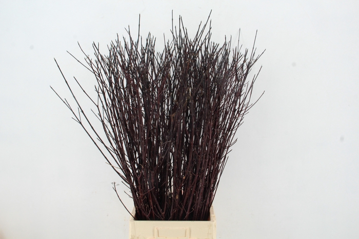 <h4>CORNUS ALBA KESSELRI NATURE FRIENDLY</h4>