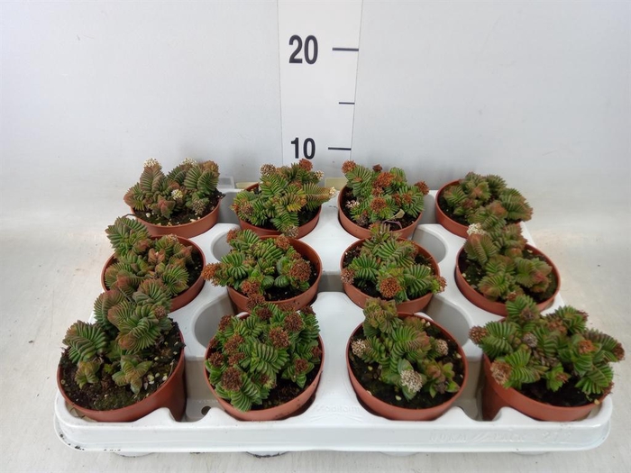 <h4>Crassula   ...</h4>