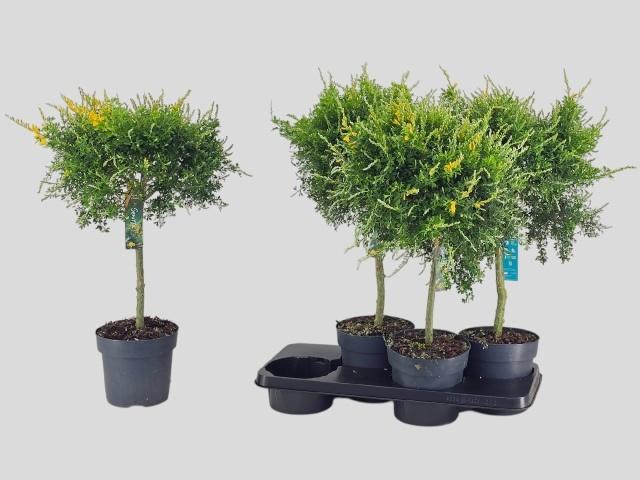 <h4>GENISTA X SP</h4>