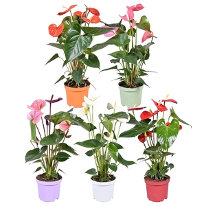 Anthurium ''Just perfection®'' XL-Flowers mix