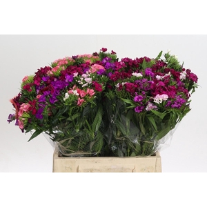 Dianthus Br Gemengd