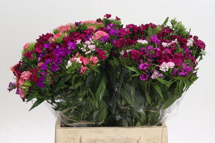 <h4>Dianthus Br Gemengd</h4>