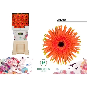 Gerbera Gerpasta Lindya