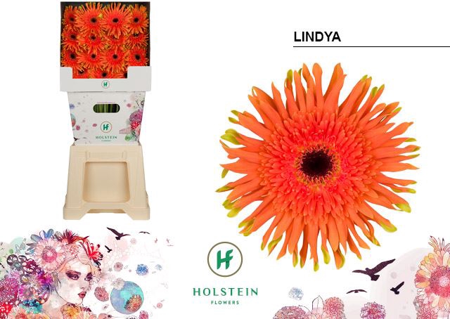 <h4>Gerbera Gerpasta Lindya</h4>