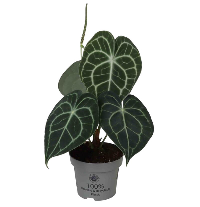 <h4>ANTHURIUM CLARINERVIUM P12</h4>