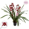 Cymbidium rood 4 tak