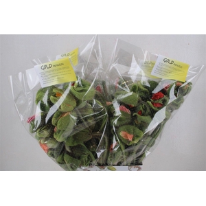 Papaver Mixed Sup Sup P Stem