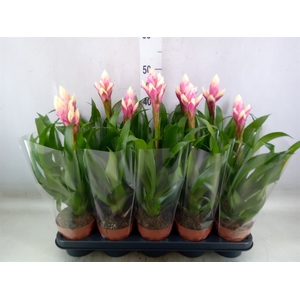 Guzmania  'Candy'