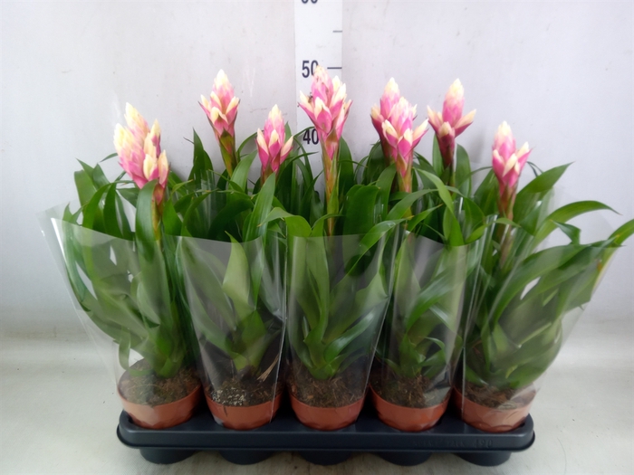 <h4>Guzmania  'Candy'</h4>