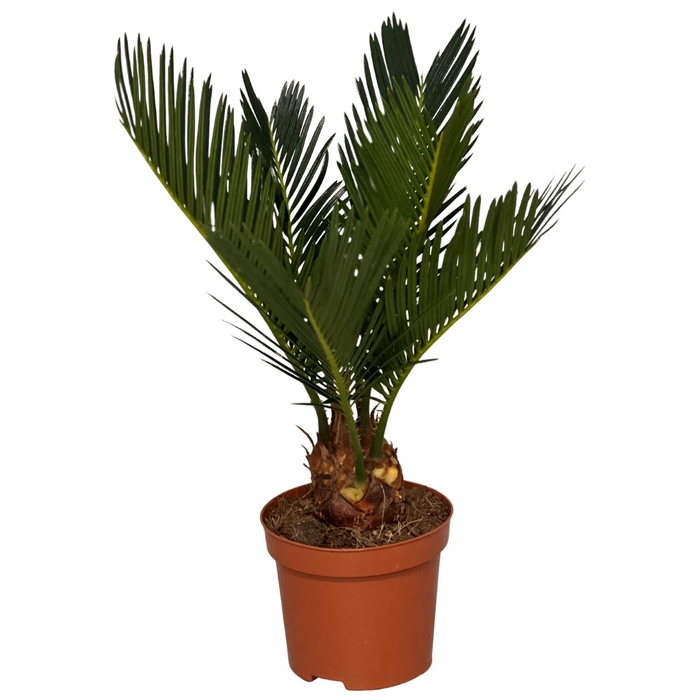 <h4>Cycas revoluta</h4>