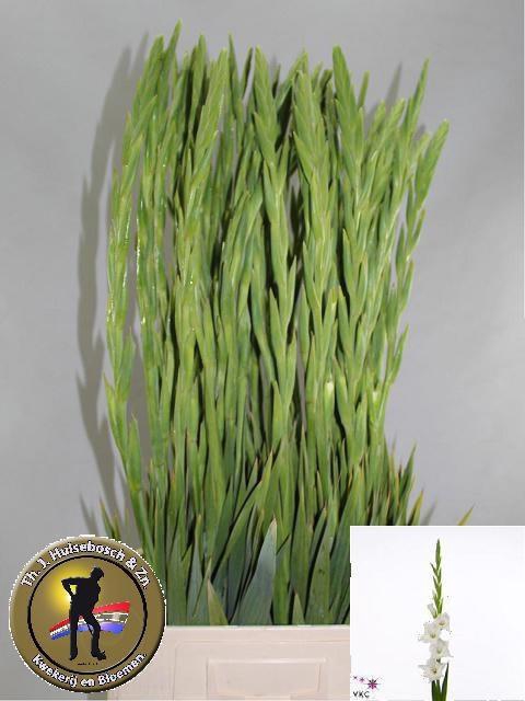 <h4>GLAD GR AMSTERDAM</h4>