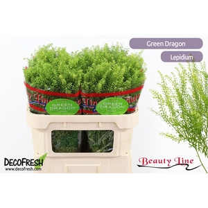 LEP VI GREEN DRAGON