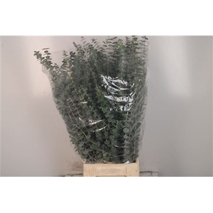 Euc Baby Blue Per Bunch 200 Gram