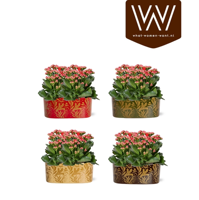 <h4>Collectie "Tasty Bubble" Kalanchoe rood in Jenn ovaal Keramiek</h4>