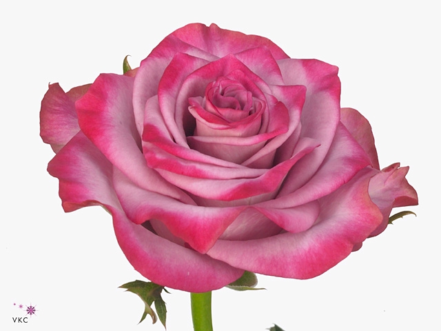 <h4>R Gr Deep Purple</h4>