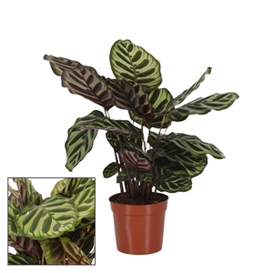 Calathea 14cm Makoyana