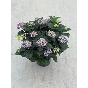 23 Hydrangea Curly wurly